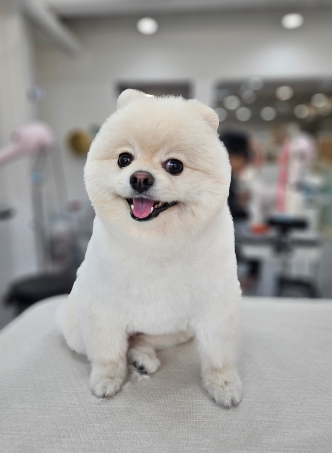 BIKO, a cream-colored Pomeranian, standing with a bright, open-mouthed expression.